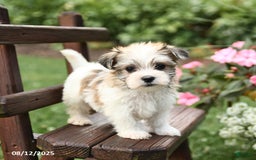 Morkie dogs for sale: Minnie - Image 5