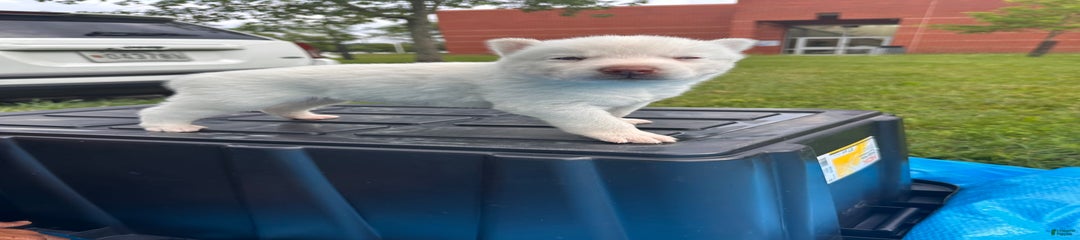 Bobo