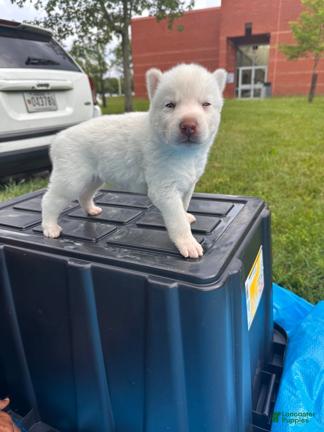 Siberian Husky dogs for sale: Bobo - Image 1