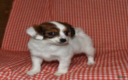 Havanese dogs for sale: Bessy - Image 25