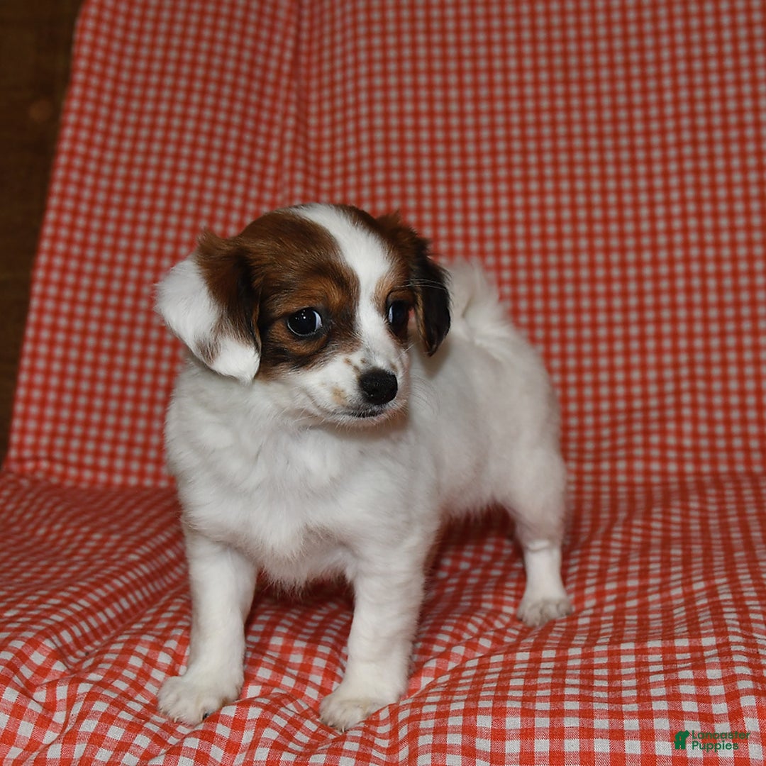 Havanese dogs for sale: Bessy - Image 25