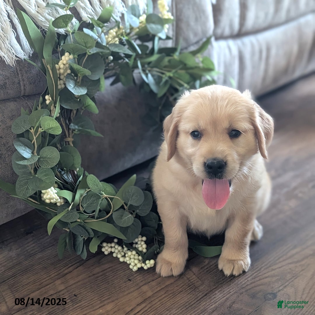 Golden Retriever dogs for sale: Missy - Image 1