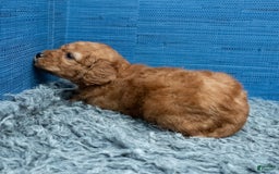 Cavapoo dogs for sale: Izaiah - Image 10
