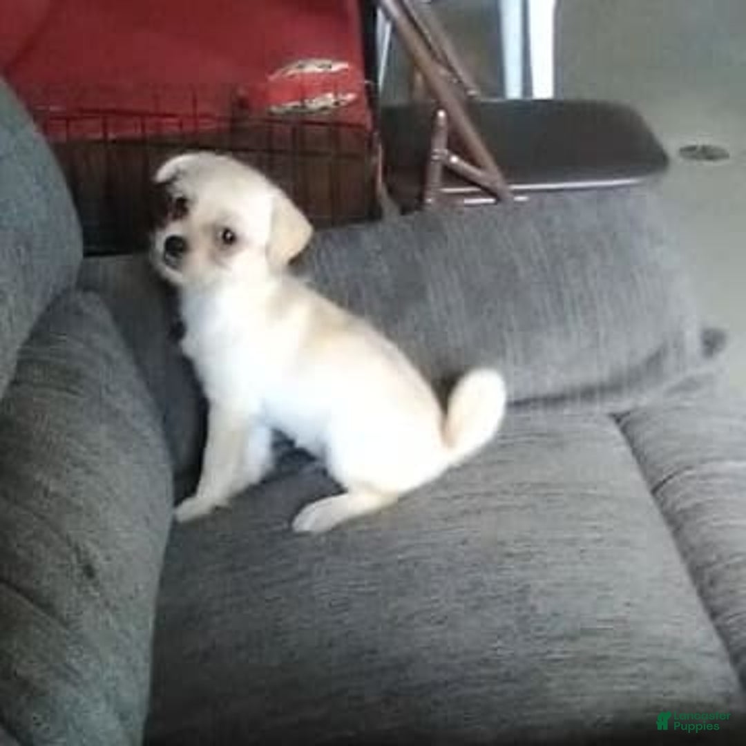 Chihuahua dogs for sale: Chip - Image 10