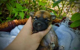 Morkie dogs for sale: Rare Gold Sable Firefly - Image 2