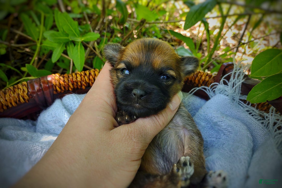 Morkie dogs for sale: Rare Gold Sable Firefly - Image 2