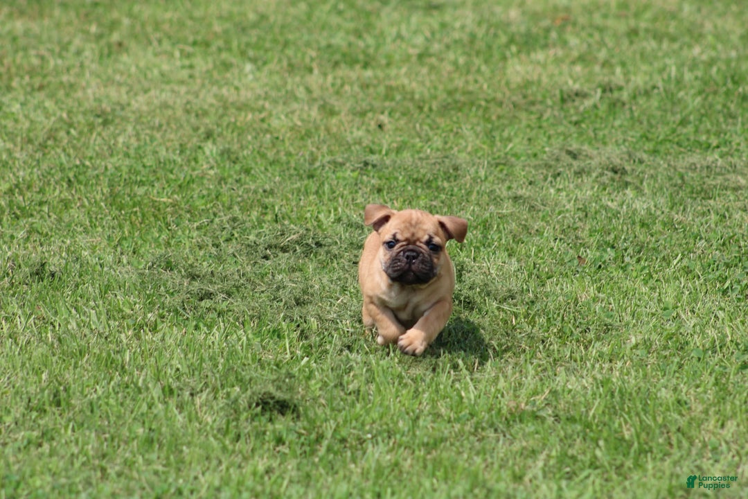 French Bulldog dogs for sale: Sheila - Image 27
