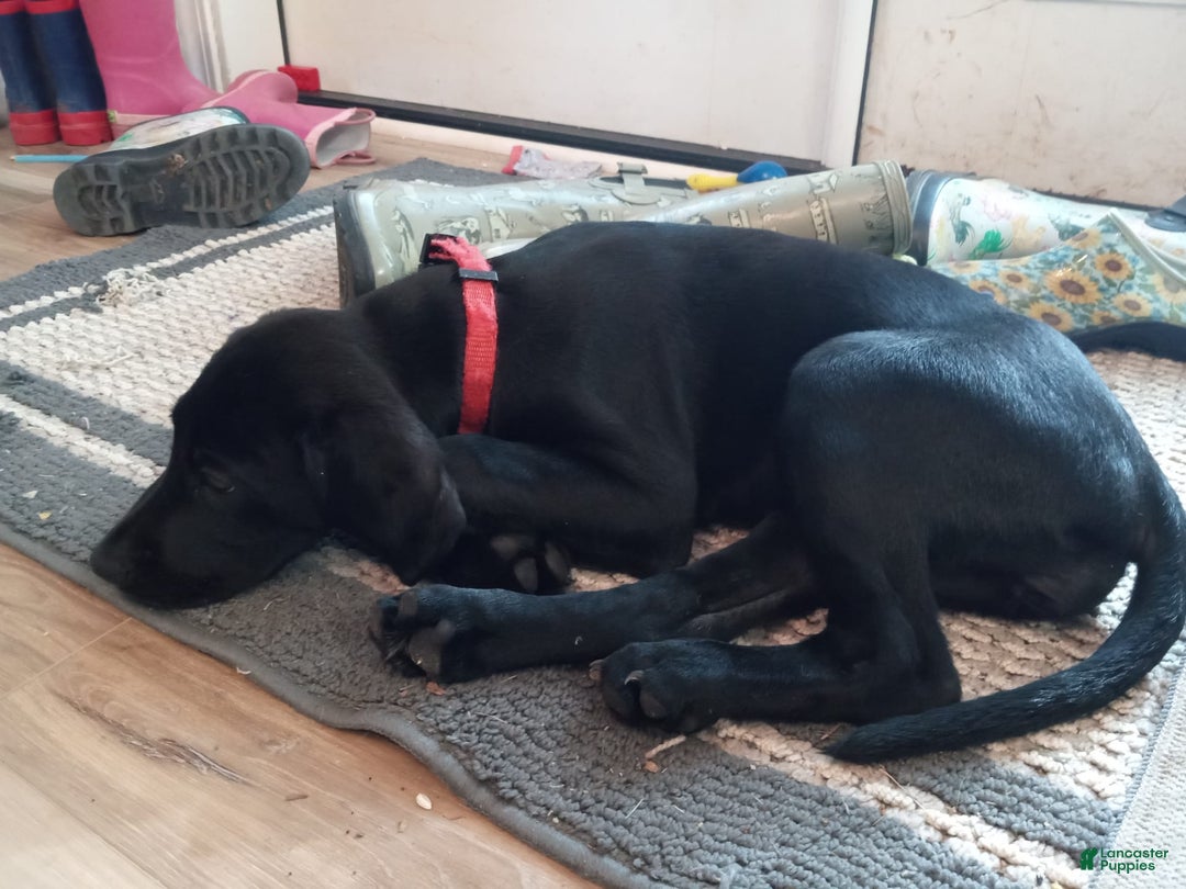 Labrador Retriever dogs for sale: Ruby - Image 1