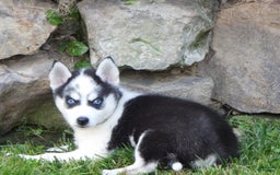 Pomsky dogs for sale: Fiesty Girl - Image 7