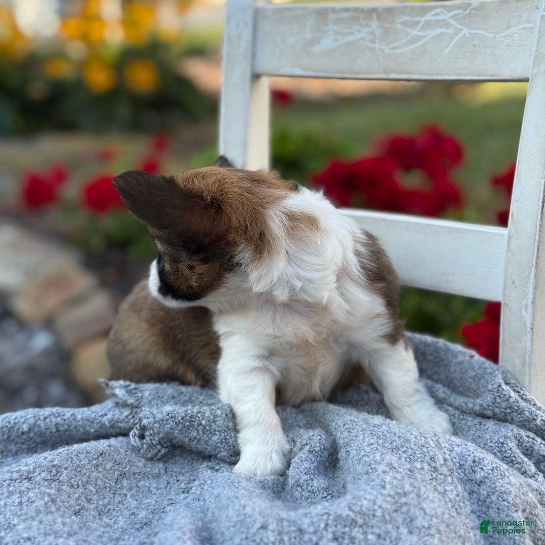 Chihuahua dogs for sale: Seraphina - Image 3
