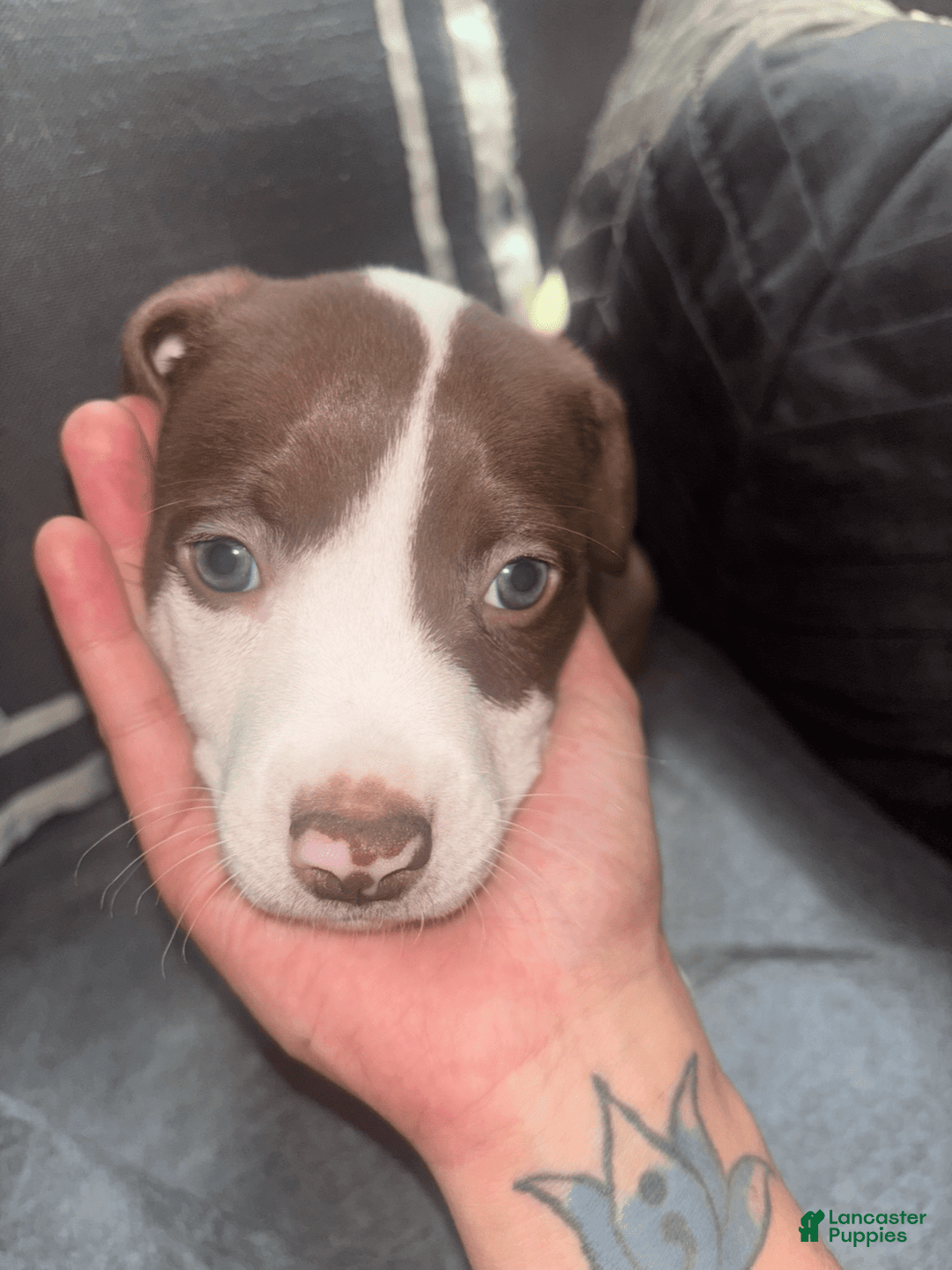 American Bully dogs for sale: Doppel - Image 1