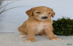 Goldendoodle dogs for sale: Sadie - Image 16