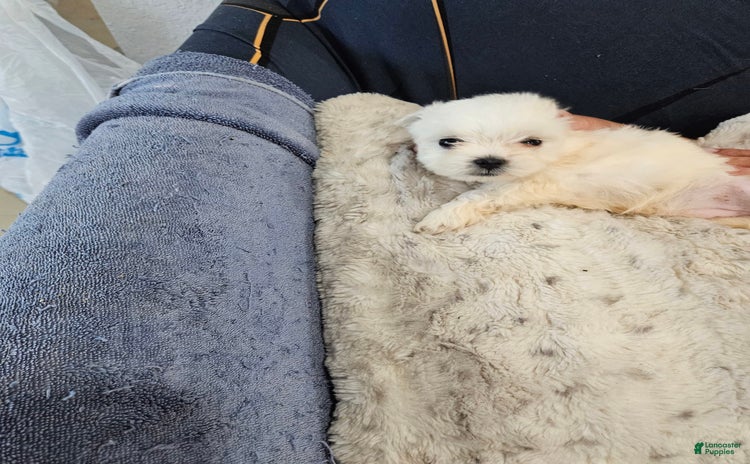 Maltese dogs for sale - Ad 5