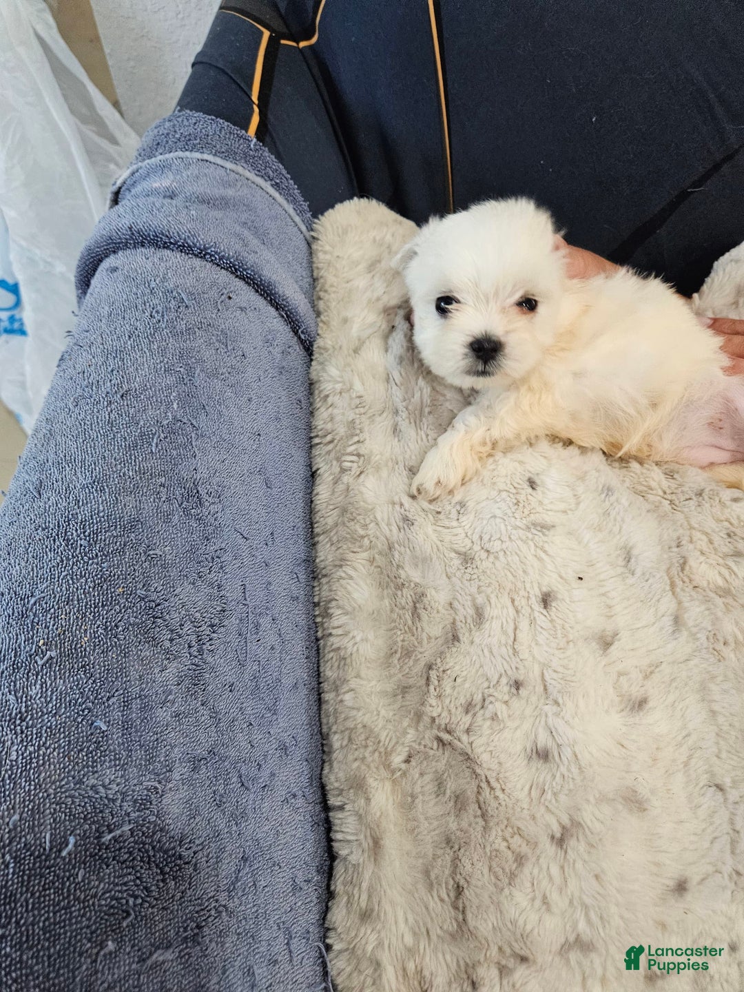 Maltese dogs for sale: Lulu - Image 1