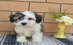 Teddy Bear dogs for sale: Fido - Image 5