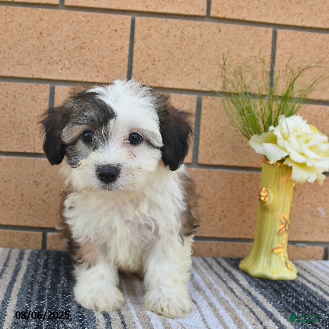 Teddy Bear dogs for sale: Fido - Image 5