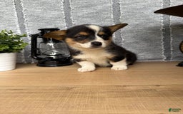 Welsh Corgi Pembroke dogs for sale: Carl - Image 5