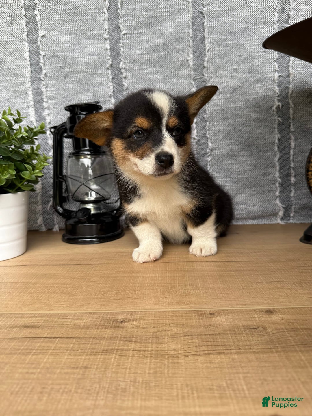 Welsh Corgi Pembroke dogs for sale: Carl - Image 5