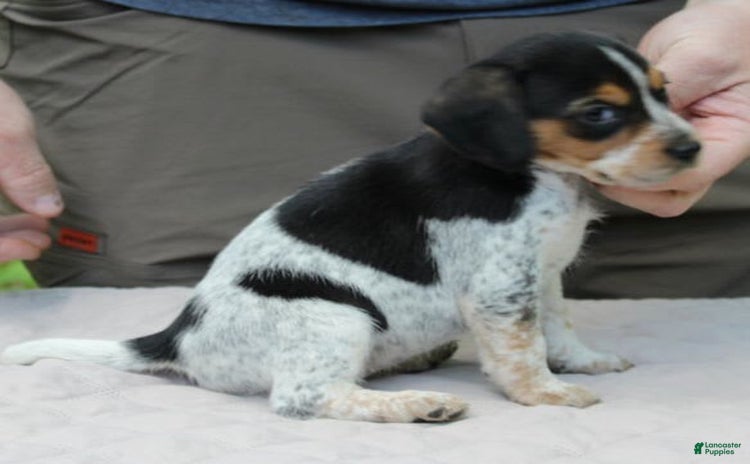 Beagle dogs for sale - Ad 5