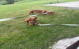 Dachshund dogs for sale: Tiny - Image 3