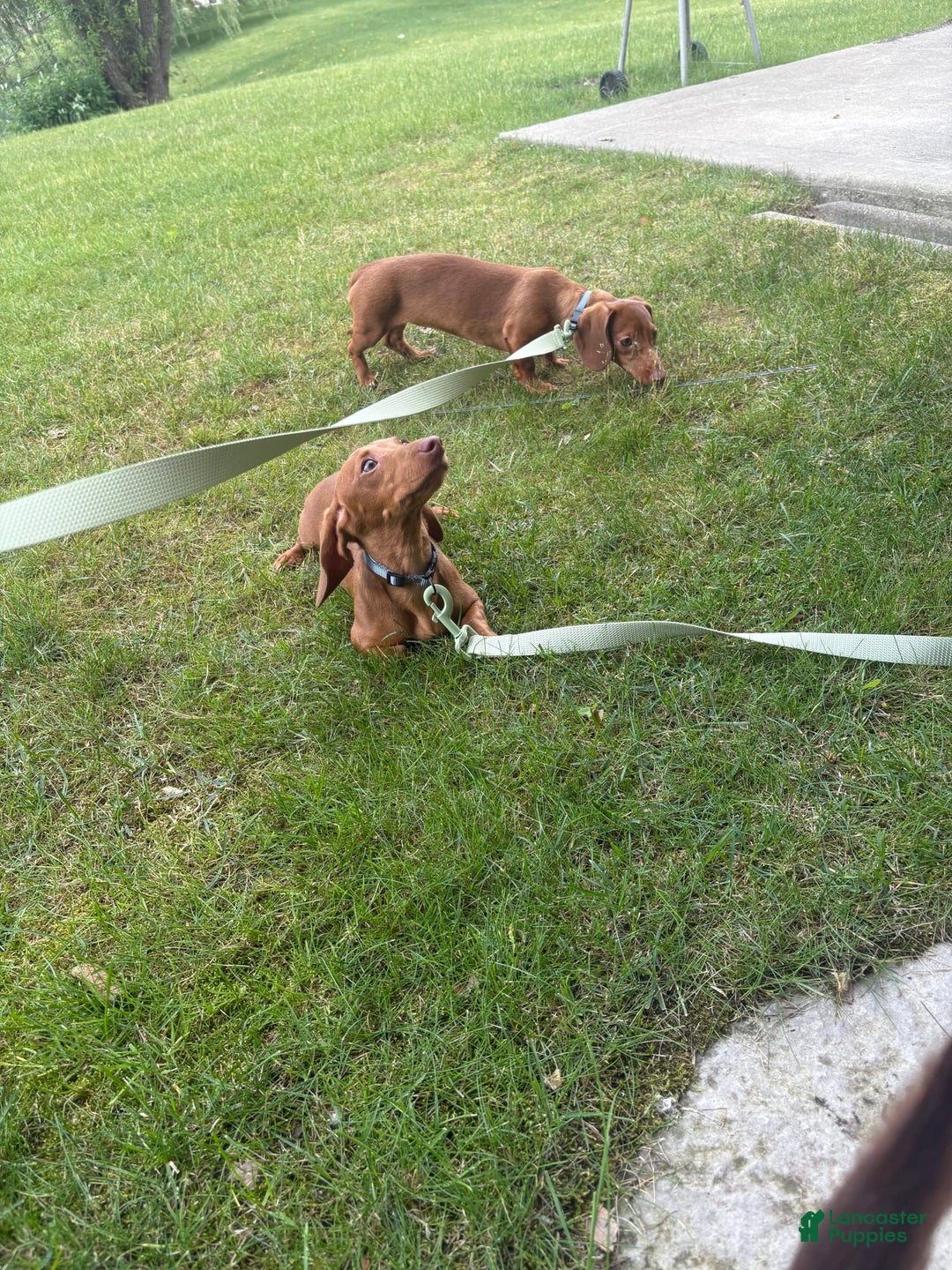 Dachshund dogs for sale: Tiny - Image 3