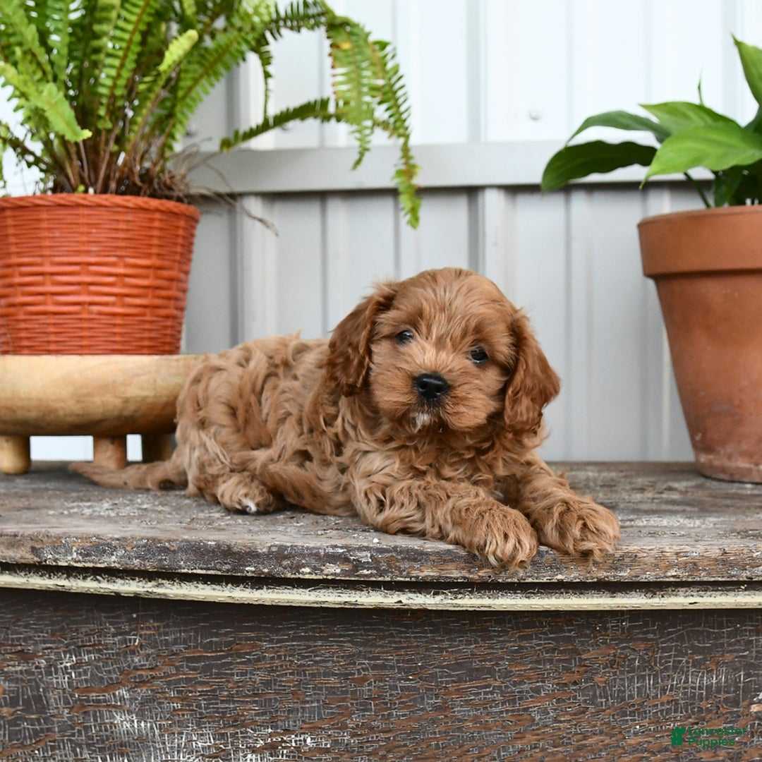 Cavapoo dogs for sale: Roxy - Image 1