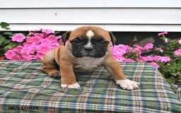 English Bulldog dogs for sale: Bitsy - Image 1