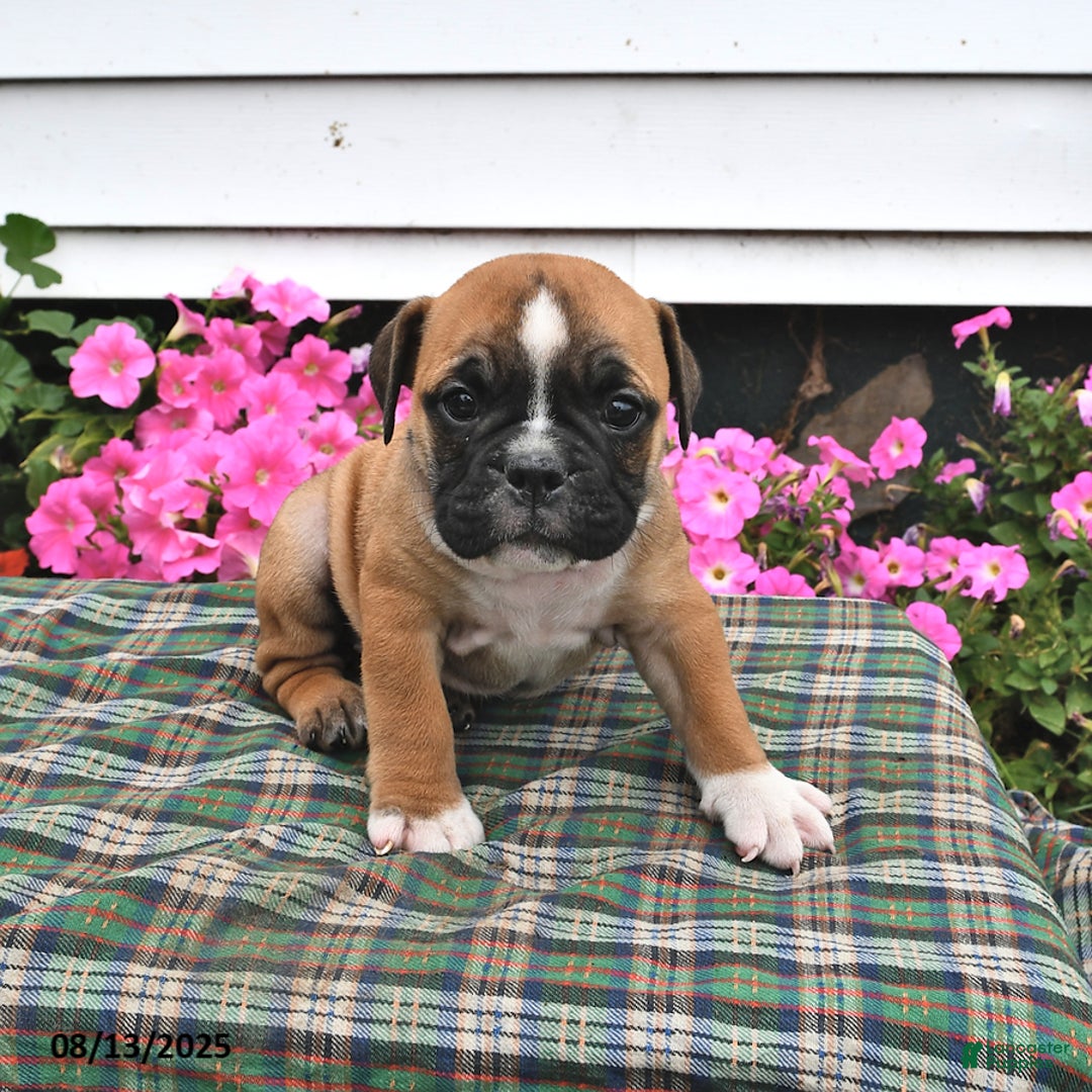 English Bulldog dogs for sale: Bitsy - Image 1