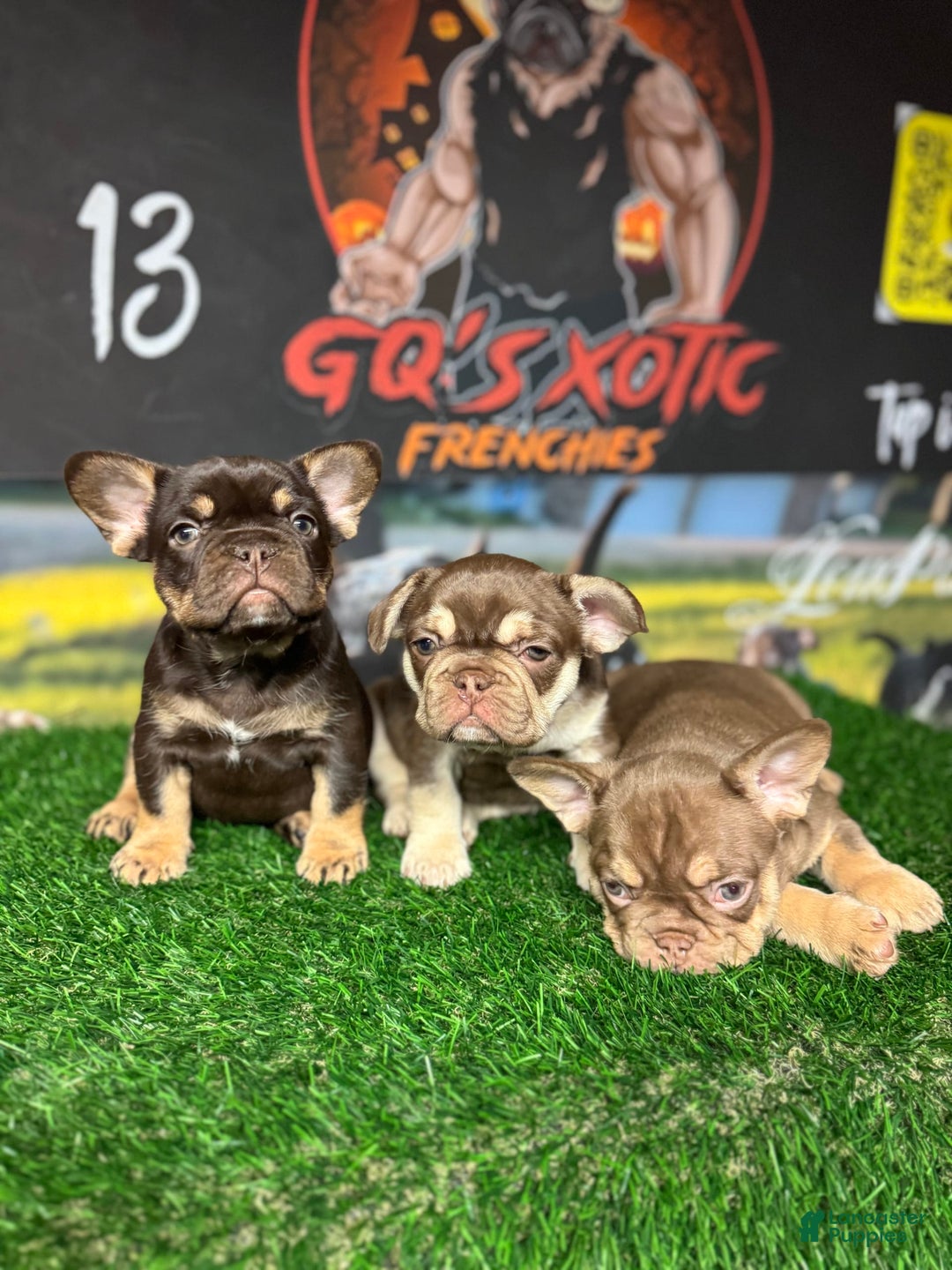 French Bulldog dogs for sale: Amara - Image 6