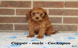 Cockapoo dogs for sale: Copper - Image 5