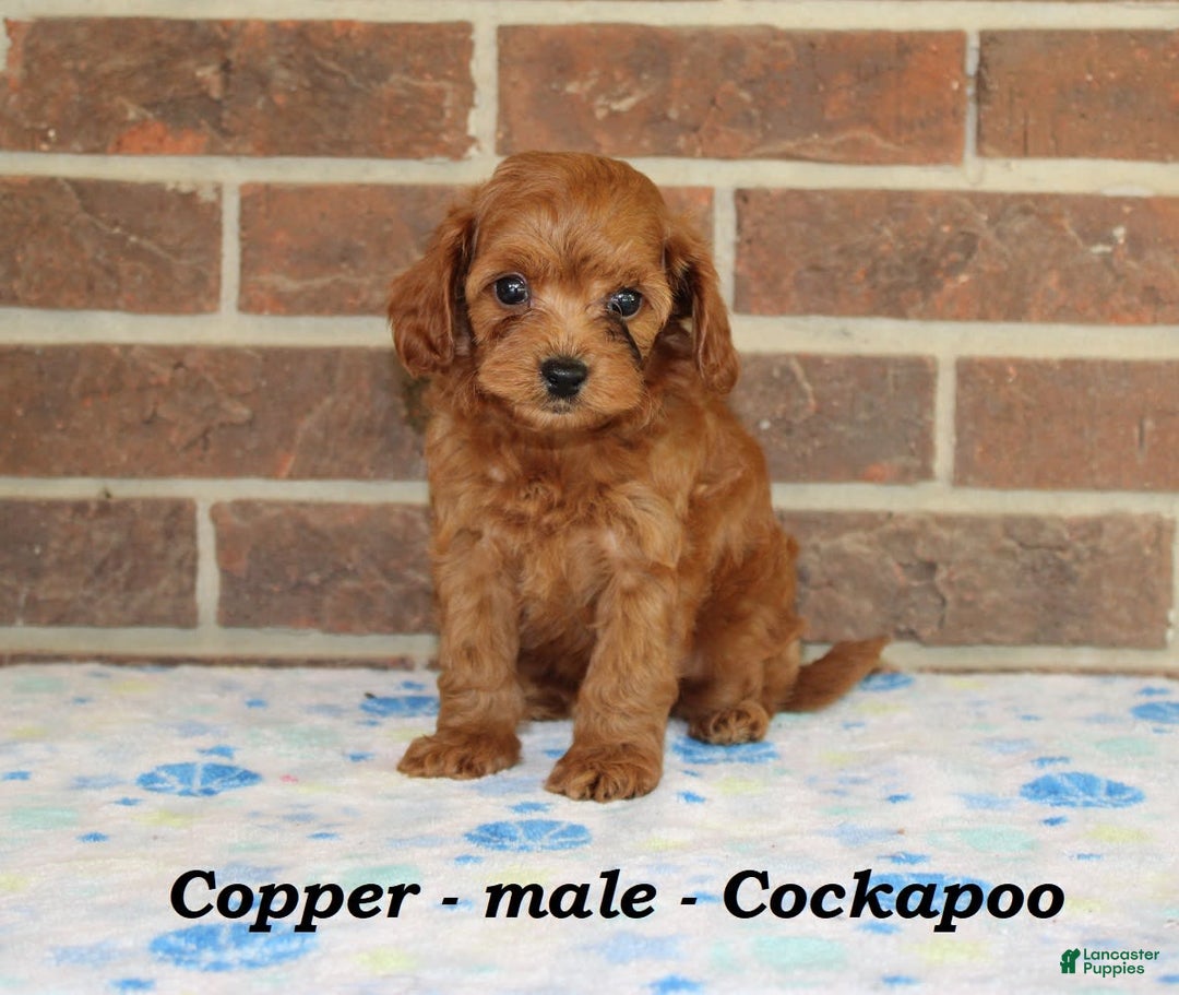 Cockapoo dogs for sale: Copper - Image 5
