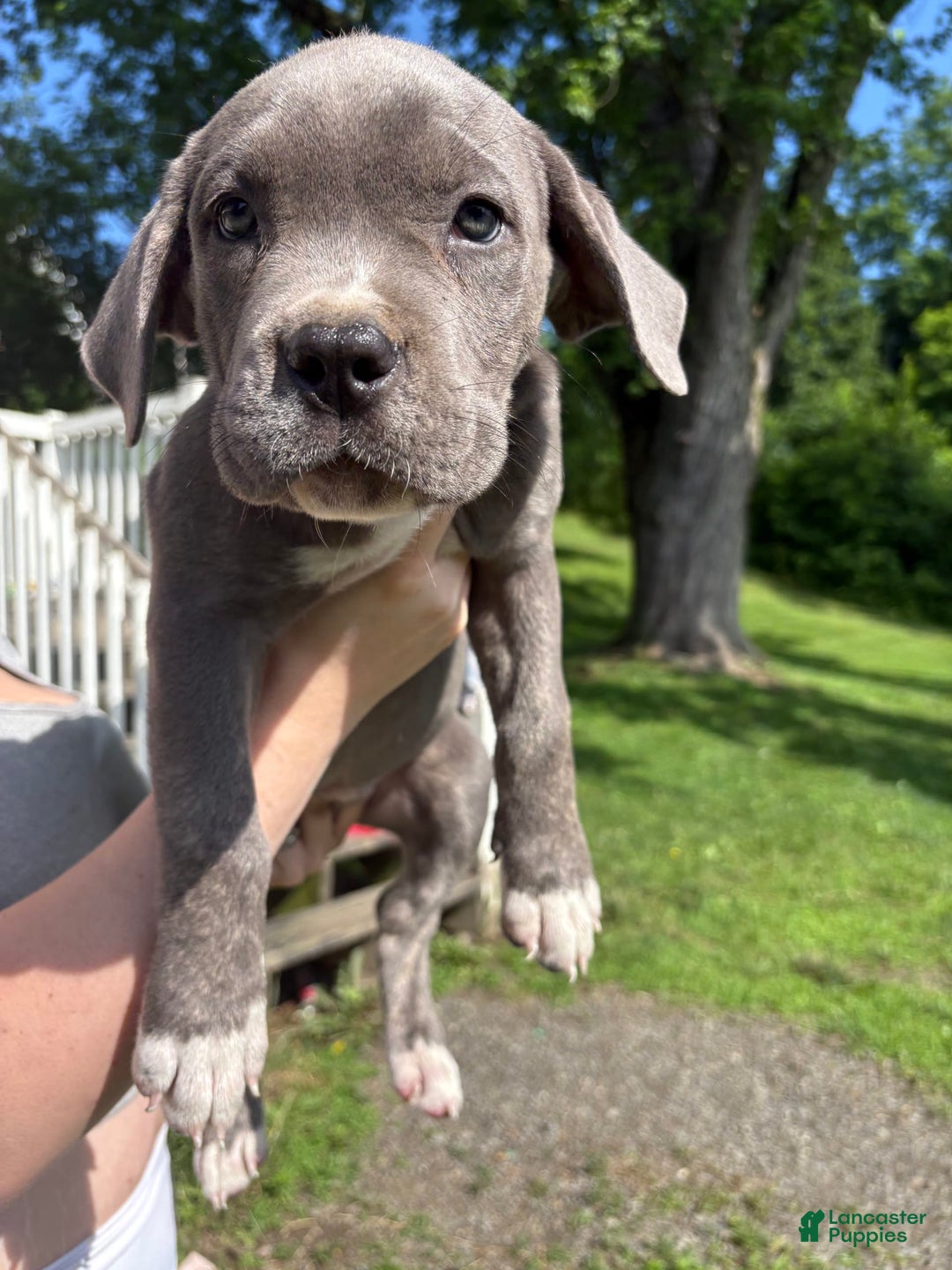 Cane Corso dogs for sale: Cane Corso 4 puppies - Image 4