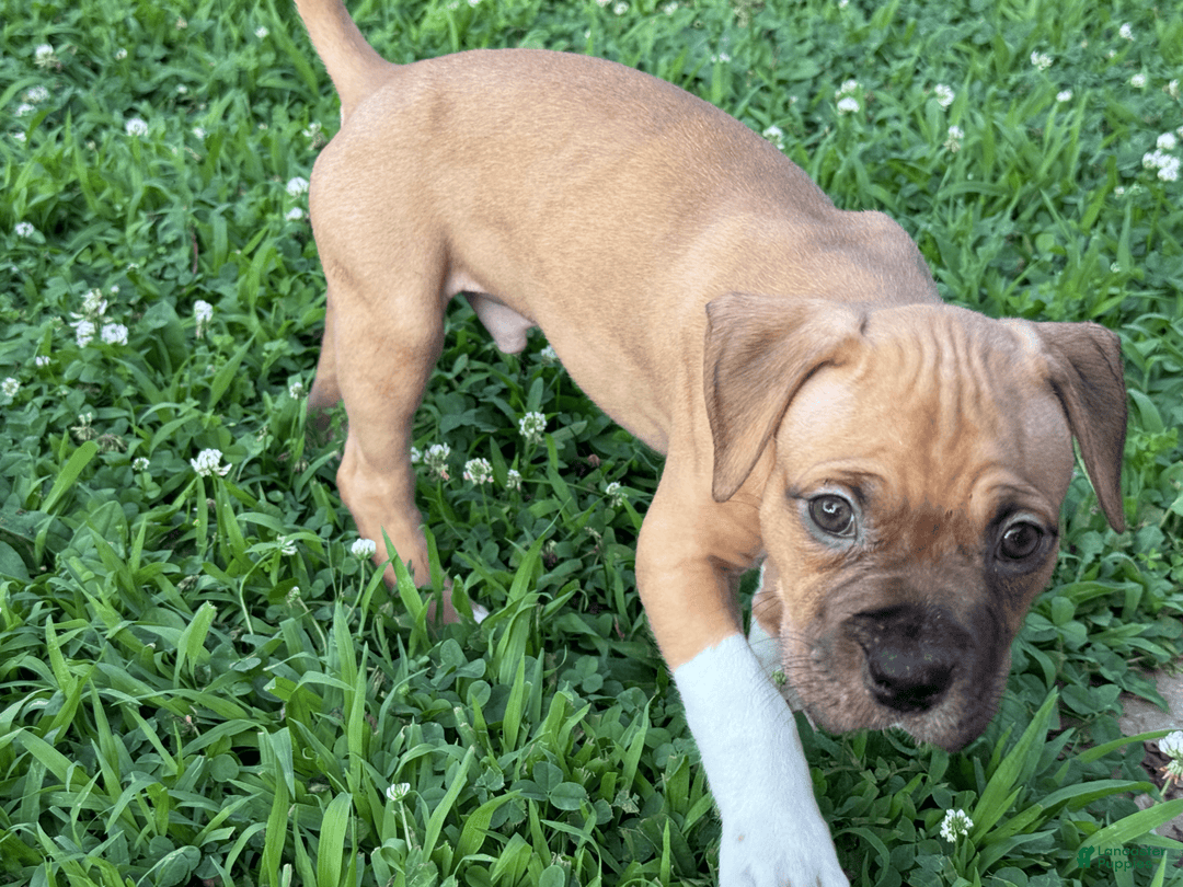 American Pit Bull Terrier dogs for sale: Spice - Image 19