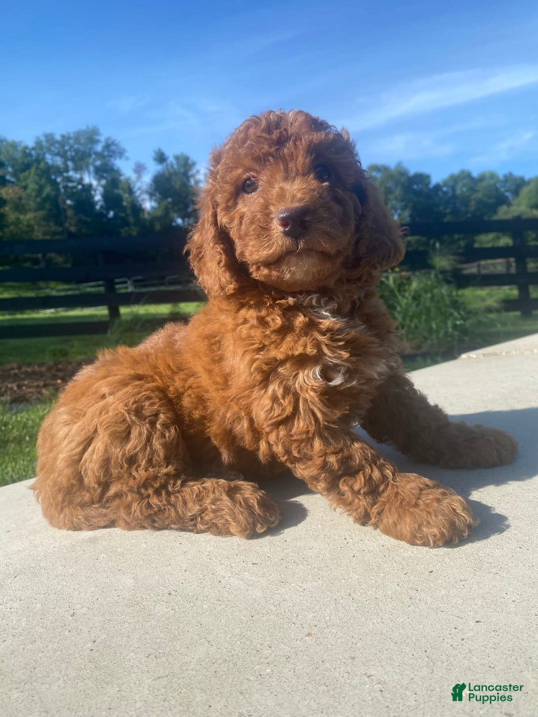 Mini Goldendoodle dogs for sale: Duchess - Image 1