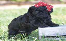 Yorkiepoo dogs for sale: Plaid - Image 6