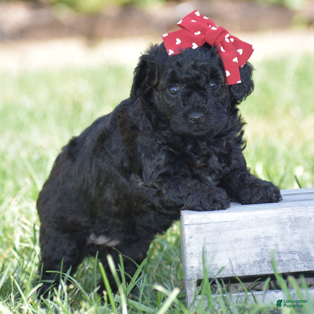 Yorkiepoo dogs for sale: Plaid - Image 6