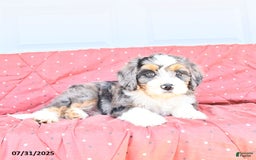 Miniature Bernese Mountain Dog dogs for sale: Mac - Image 4
