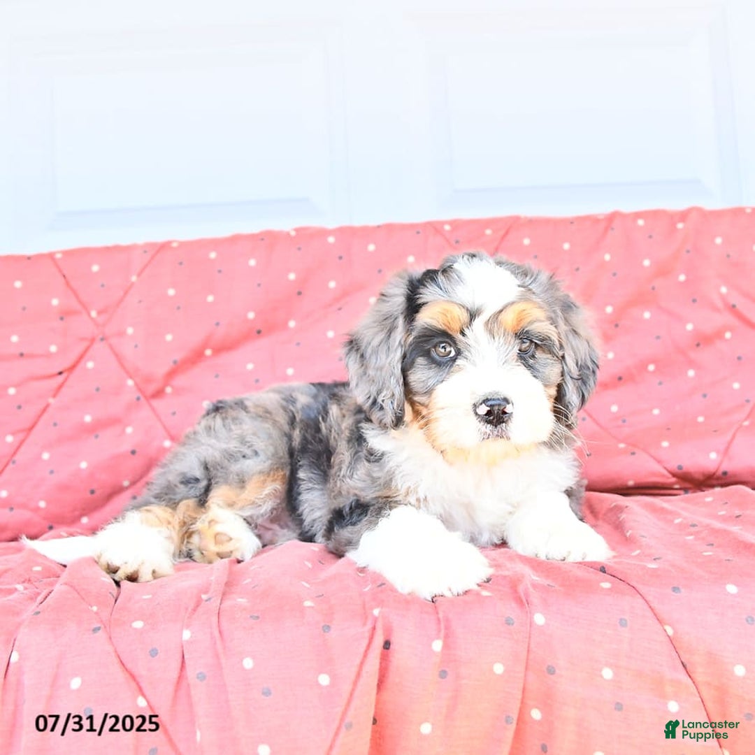 Miniature Bernese Mountain Dog dogs for sale: Mac - Image 4