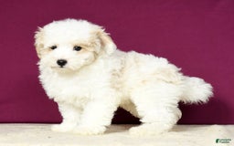 Maltipoo dogs for sale: Polly - Image 4