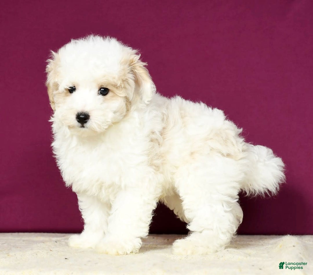 Maltipoo dogs for sale: Polly - Image 4