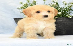 Havapoo dogs for sale: Maggie - Image 5