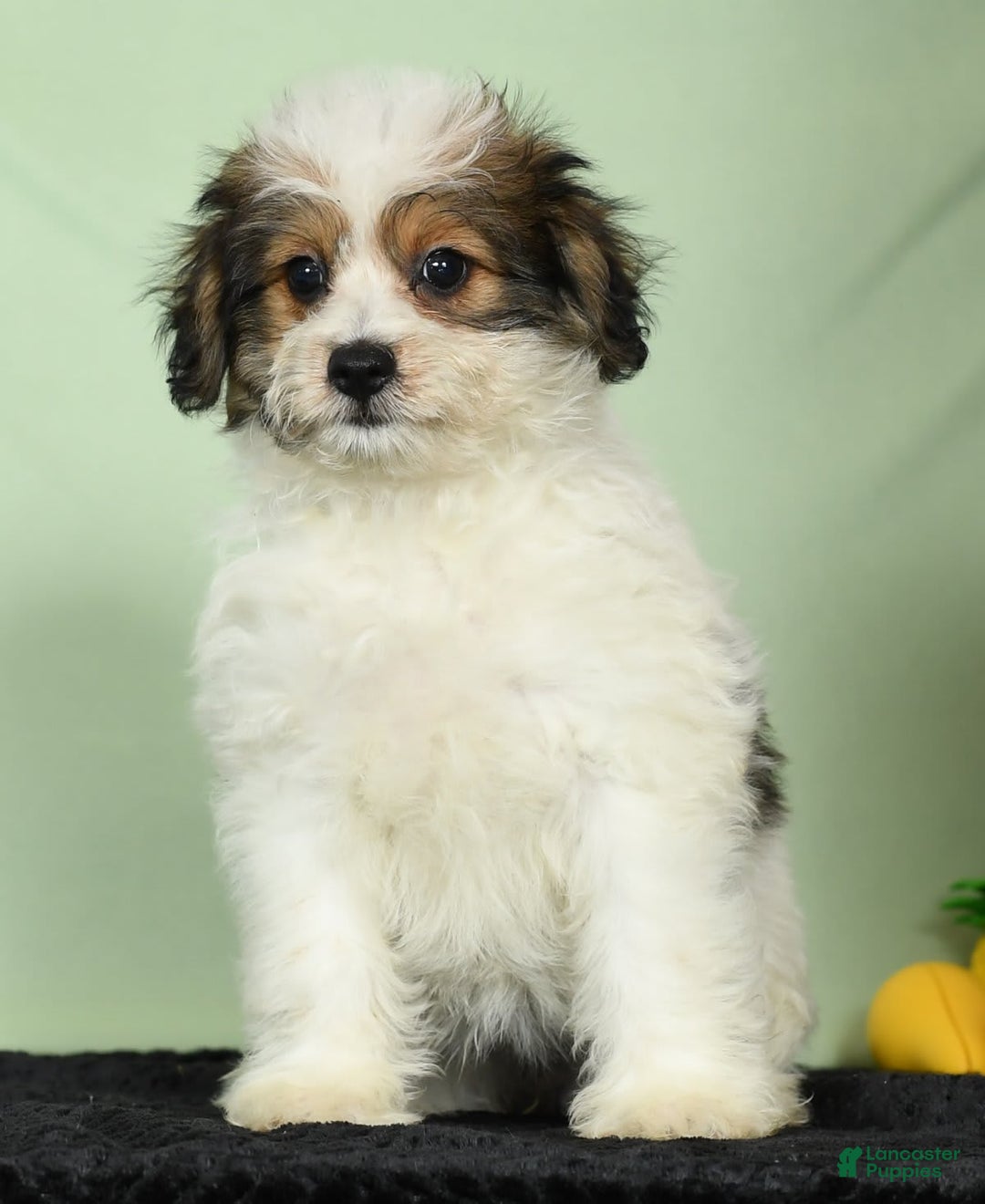 Bichon Frise dogs for sale: Moana - Image 4