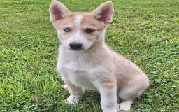 Gerberian Shepsky dogs for sale: Sparky - Image 3
