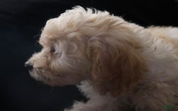 Cavachon dogs for sale: Hanna Male 1 - Image 3
