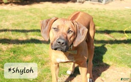 Rhodesian Ridgeback dogs for sale: Spencer - Image 3