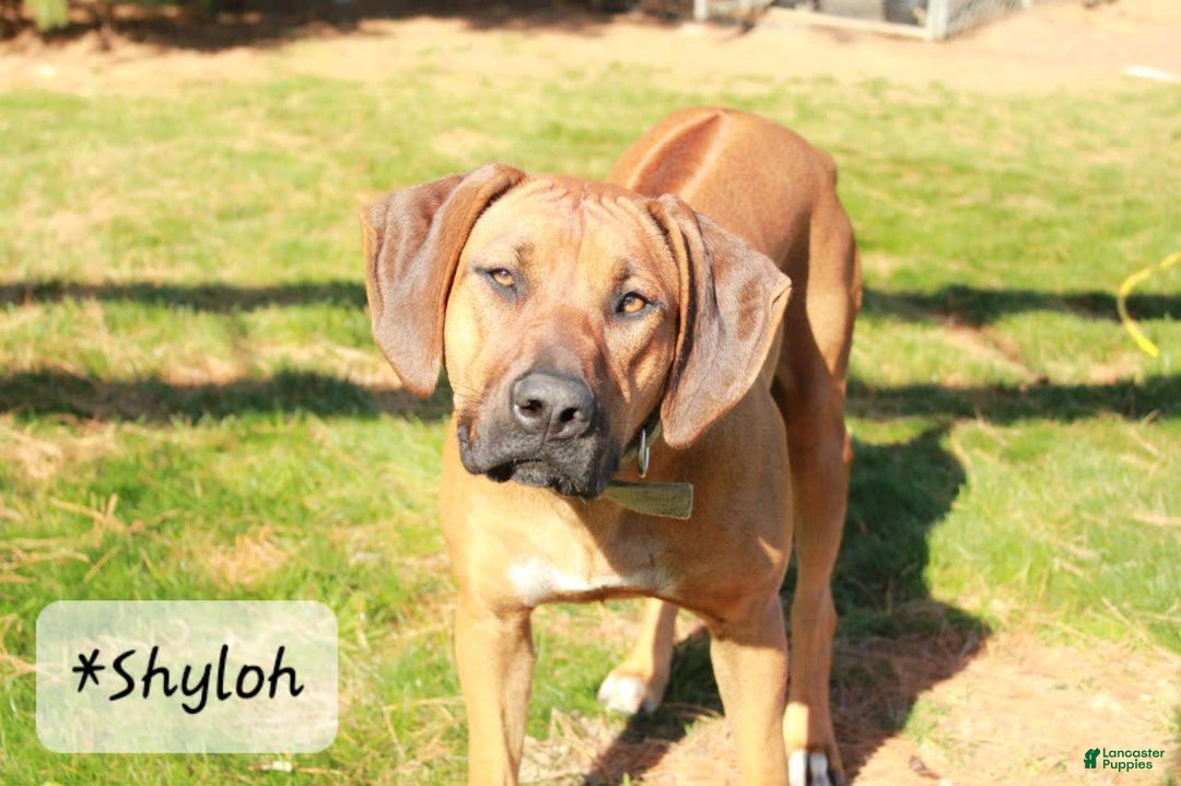 Rhodesian Ridgeback dogs for sale: Spencer - Image 3