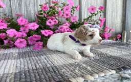 Mini Goldendoodle dogs for sale: Darla - Image 6
