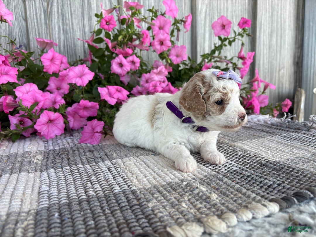 Mini Goldendoodle dogs for sale: Darla - Image 6