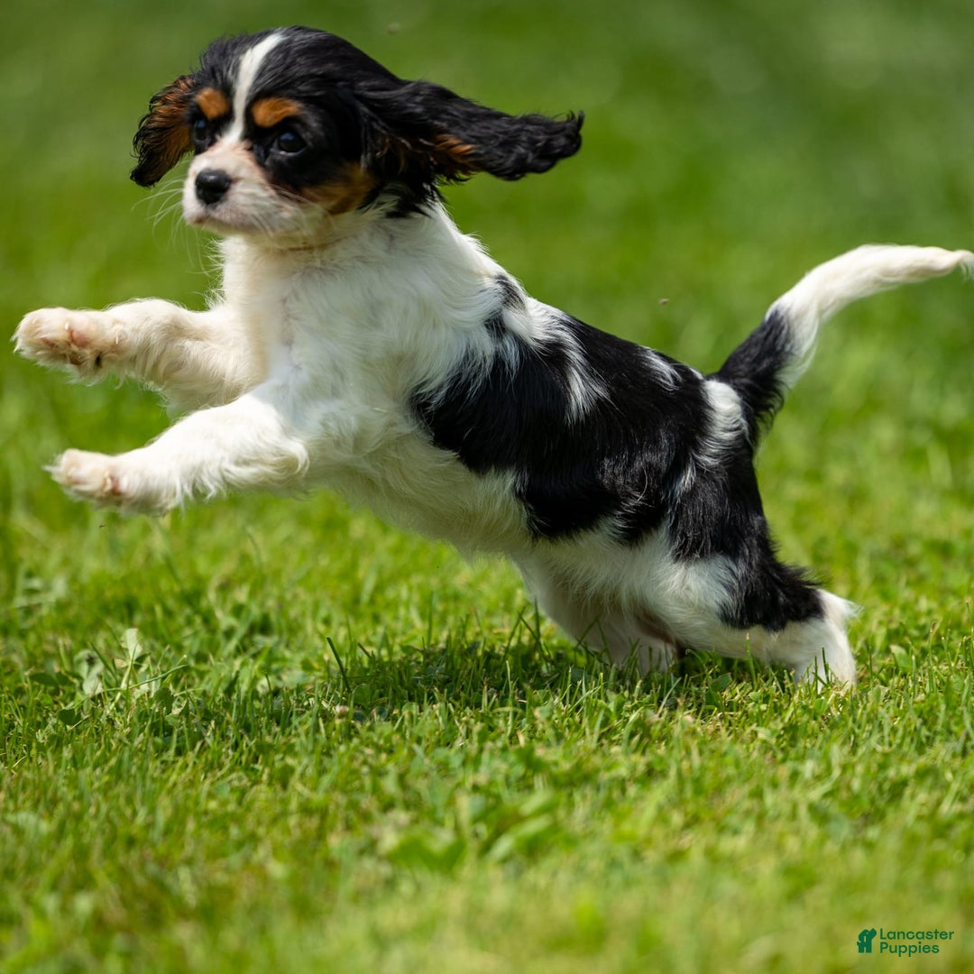 Cavalier King Charles Spaniel dogs for sale: Niki - Image 5