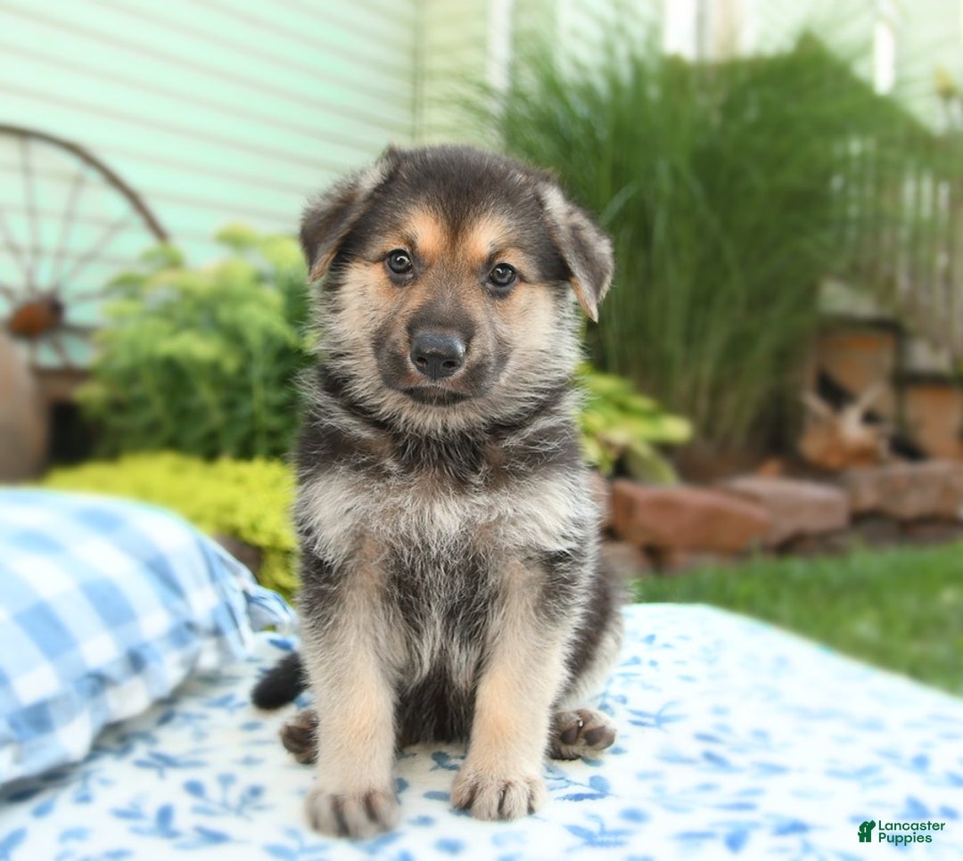 German Shepherd dogs for sale: Ocean - Image 4